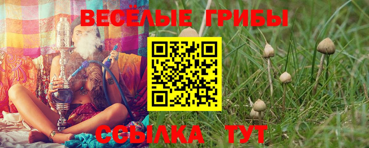 Галлюциногенные грибы Psilocybe Реутов